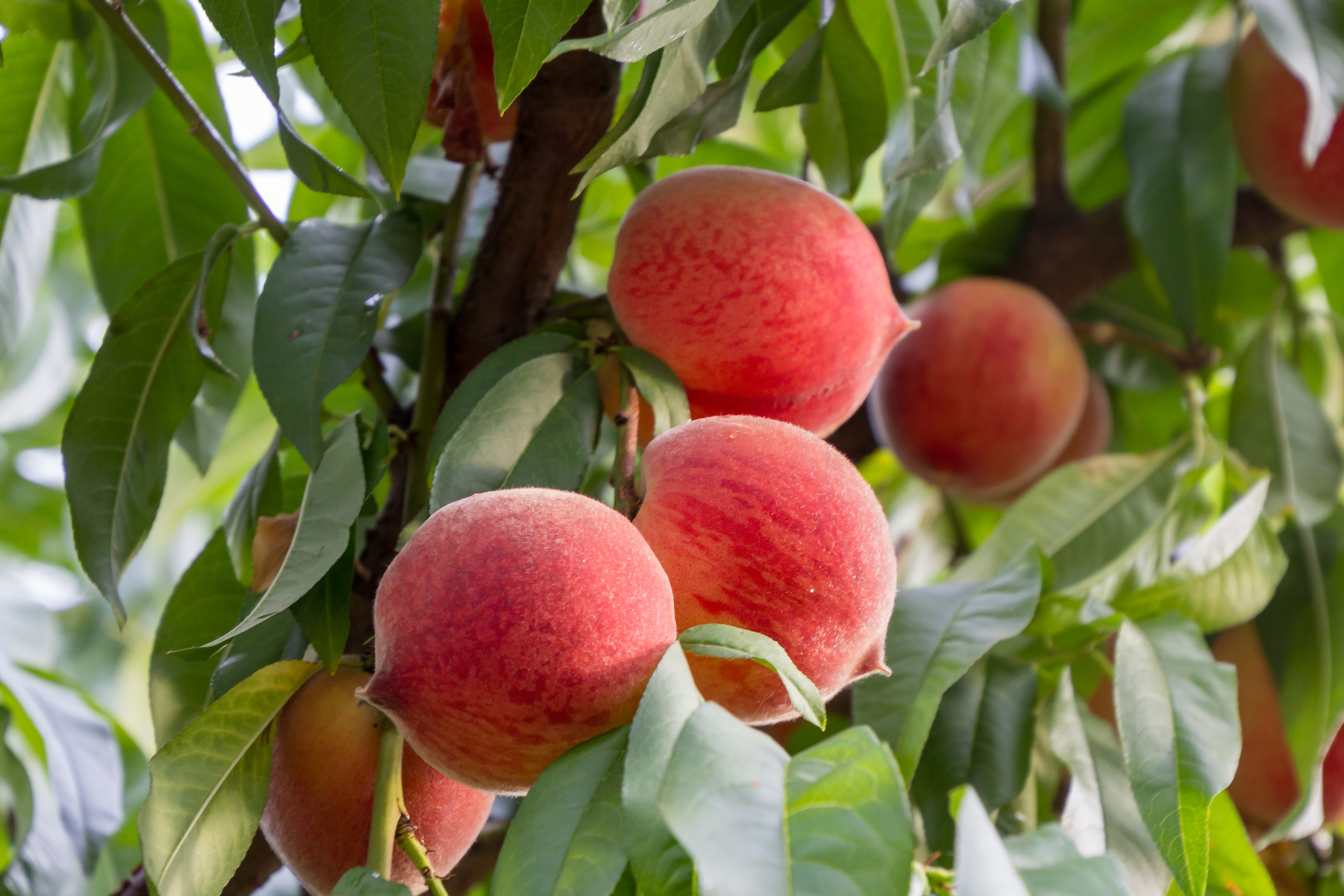 Abiding with Christ and Spiritual Fruit