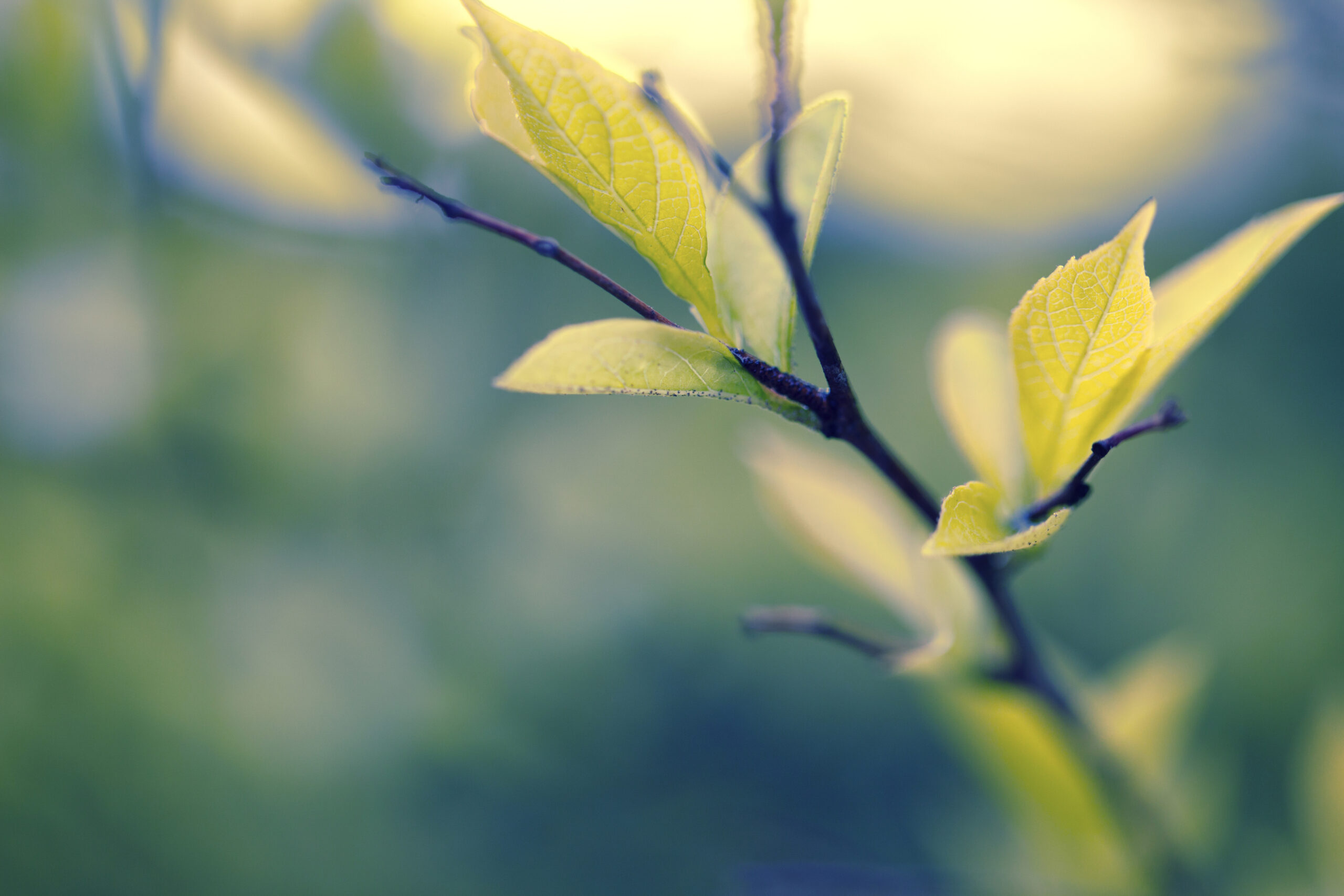 Growing in Christ