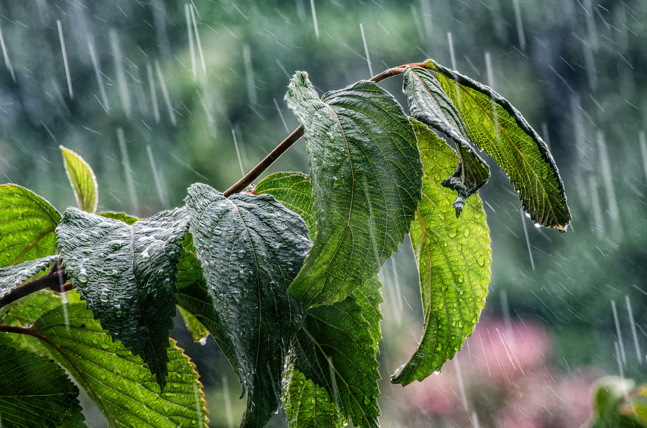 Why Bad Things Happen: A Christian Response to Tragedy